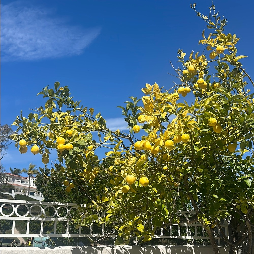 Vibrant Lemon Tree with Yellow Lemons